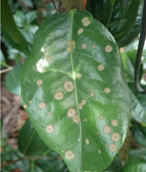 香妃茶花常见病,耐冬茶花常见病虫