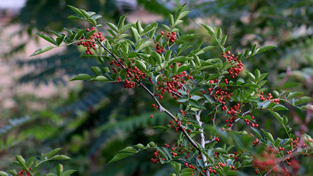 花椒树的病虫害防治,花椒栽培技术与病虫害防治图谱