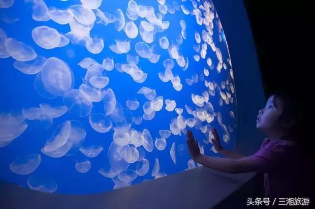 株洲神农城水母,株洲海洋馆水母王国