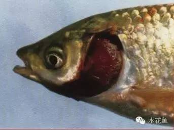 水体清澈情况下鱼会缺氧吗,淡水鱼缺氧是什么现象及施救办法