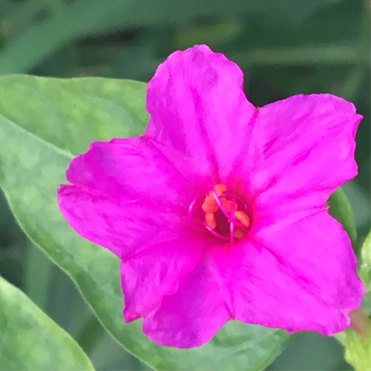 紫茉莉花的作用与用途,紫茉莉花功效是个宝