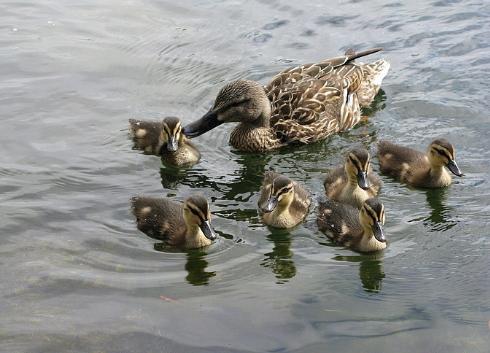 鸟类的视觉能力远超人类想象，神奇的导航能力曾长期让科学家困惑