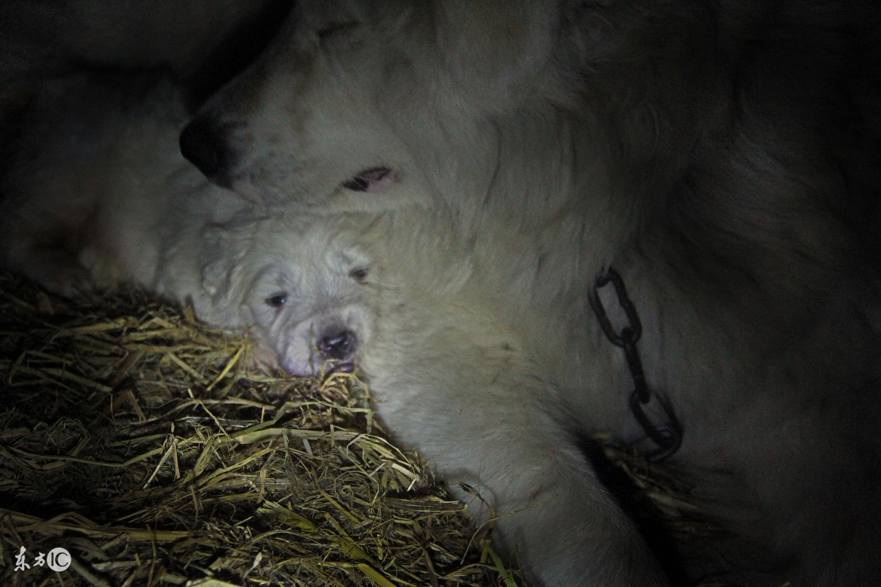 判断母狗怀孕的视频,如何判断母狗受孕