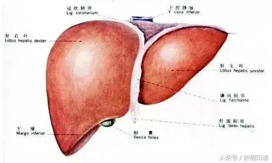 肝血管瘤是最常见的吗,樱桃状血管瘤跟肝血管瘤有关系吗