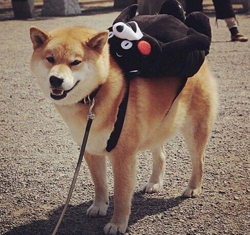 训练狗狗定点排便的正确方法,训犬技巧训狗定点排便