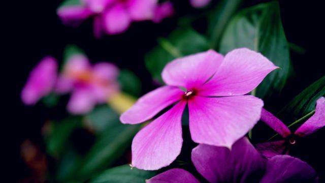 蝉尿有什么用,蝉尿没气味