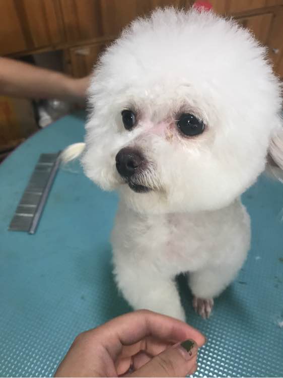 贵宾妈妈怀孕两个月依然没有生产，带去医院剖腹产后却是一场噩梦