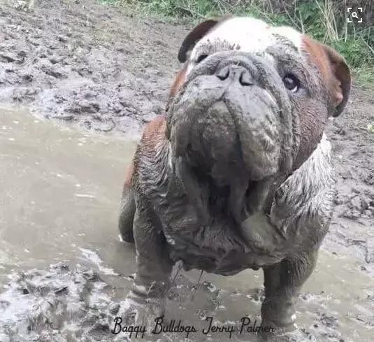 一梦谈狗：英牛那么丑，价格又贵，为什么还有那么多人养？