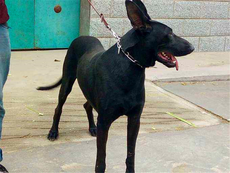 黑狼犬通灵性吗,黑狼犬多大开始训练最好