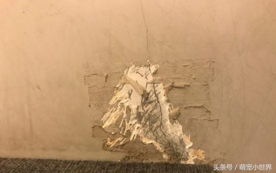 狗狗口吐白沫但是精神状态不错,狗狗一次次晕厥口吐白沫是为什么