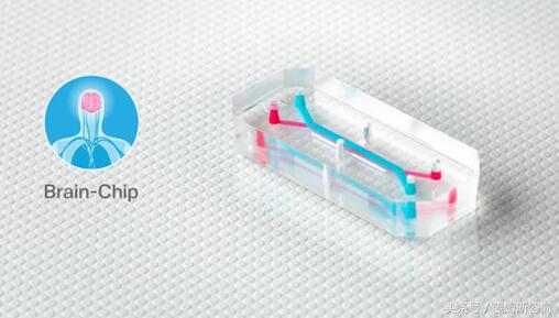 器官芯片技术,器官芯片