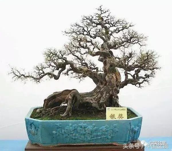 盆景收藏的前景,盆景收藏视频大全