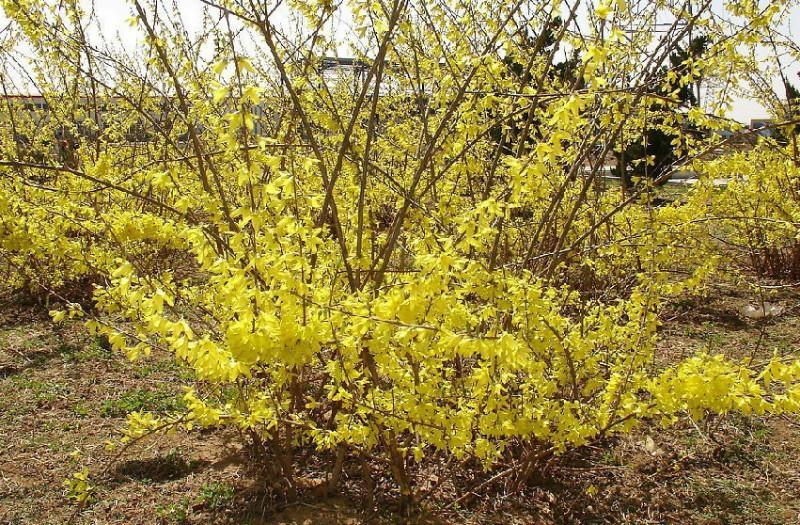 商洛景区当地小吃特产,商洛地区哪个县的特产最好