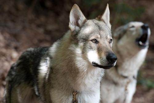 捷克狼犬和哈士奇,世界名犬捷克狼