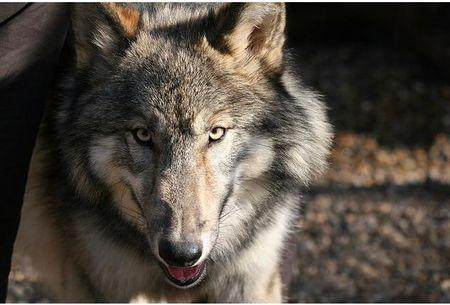 捷克狼犬和哈士奇,世界名犬捷克狼