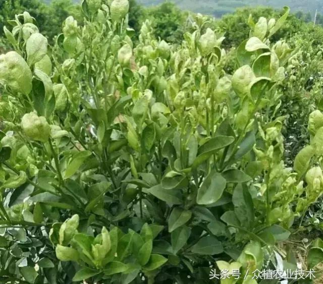柑橘病虫害蜗牛,柑橘杀锈壁虱蓟马有什么好药