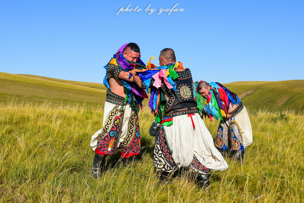 草原上的民间游戏，牛羊在吃草，牧民在搏克