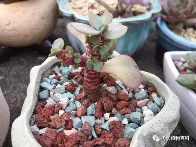 秋风送爽适用于九月吗,秋风送爽赏景天