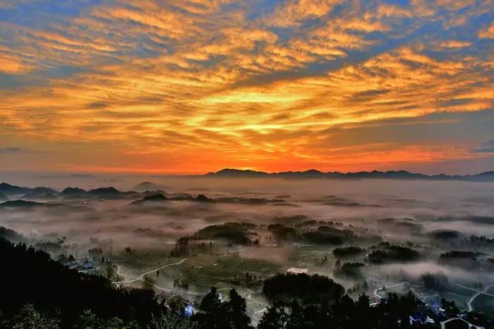 凤冈遵义茶,贵州遵义凤冈锌硒茶