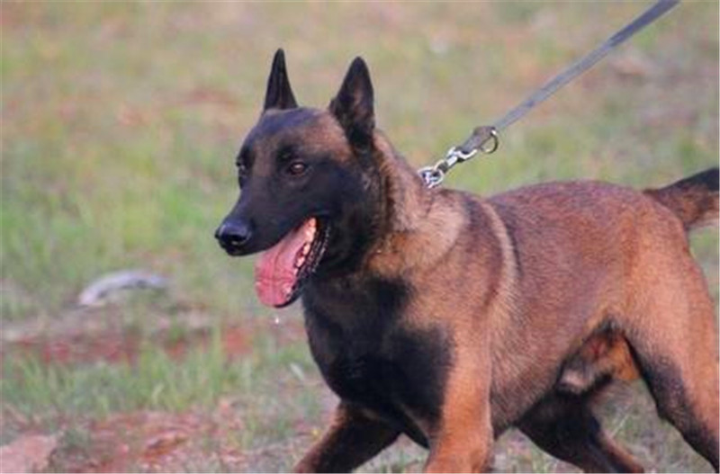 怎样制止马犬行为,马犬怎么激发凶性