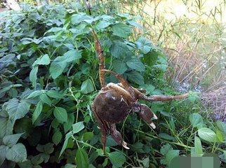 钓鱼有螃蟹闹窝怎么办,经历九九八十一难的人