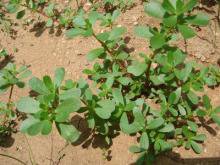 湿疹有什么草能治好,什么草治疗湿疹最有效