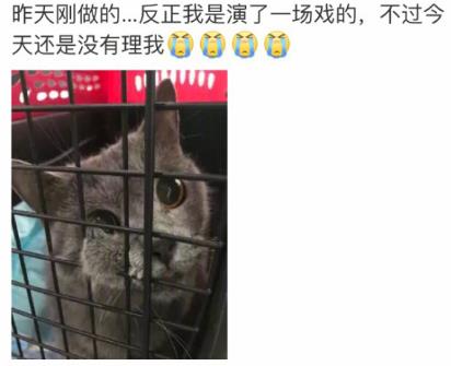 网友家猫主子绝育后的反应，以及绝育准备和护理知识