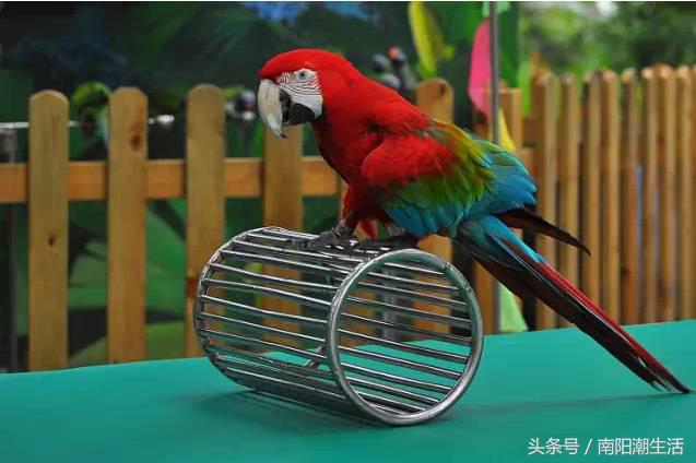 百鸟展门票,百鸟展门票早鸟票