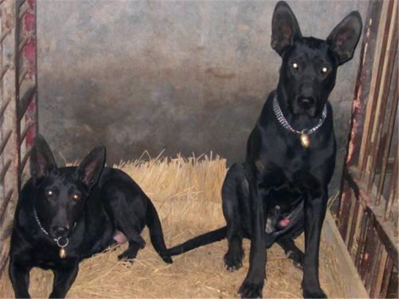 黑狼犬能训练出好犬吗,黑狼犬好养吗有什么缺点和优点