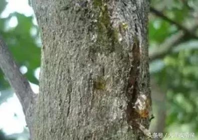 致命的小黑点!一旦染上这种病,柑橘彻底毁容,果农收入减半