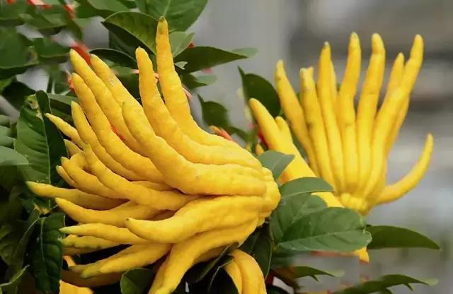 佛手柑果的栽培和管理,佛手柑管理方法