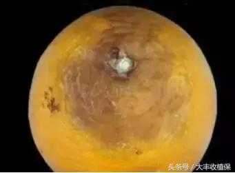 致命的小黑点!一旦染上这种病,柑橘彻底毁容,果农收入减半