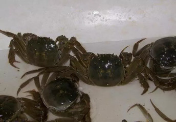 钓鱼遇到螃蟹虾闹窝怎么办,钓鱼碰到螃蟹窝怎么办