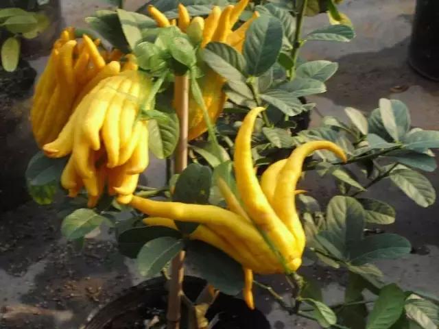 佛手柑果的栽培和管理,佛手柑管理方法