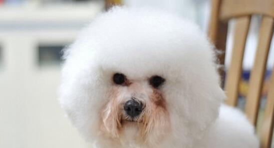 狗狗眼泪是褐色的啥原因,狗狗流眼泪泪痕严重怎么回事