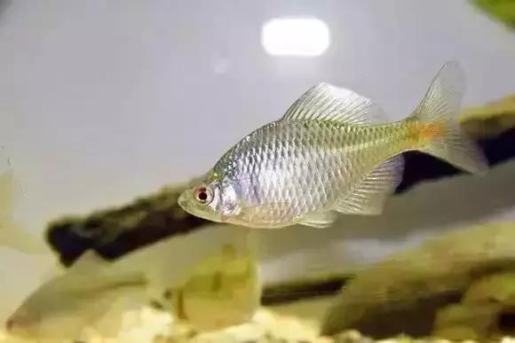 家装水景鱼缸造型全景,家居水景大号