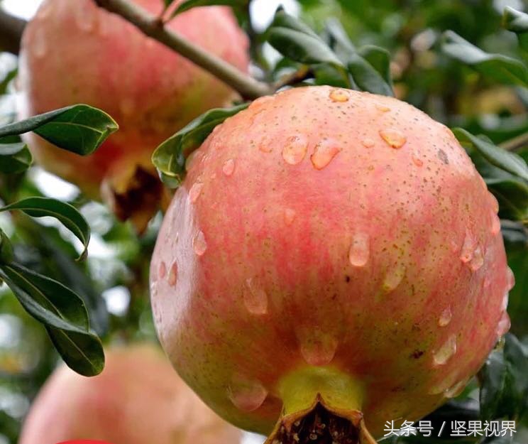 正宗会理石榴突尼斯软籽石榴,好吃不吐籽的突尼斯软籽石榴来了