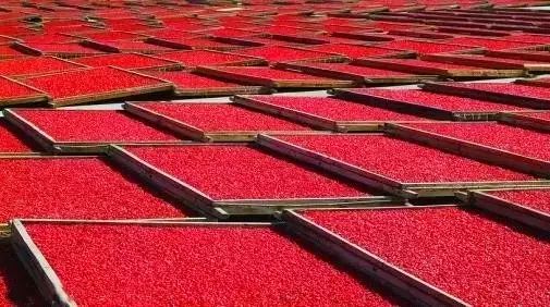 邮政电商助力万斤农产品,柴达木枸杞电商