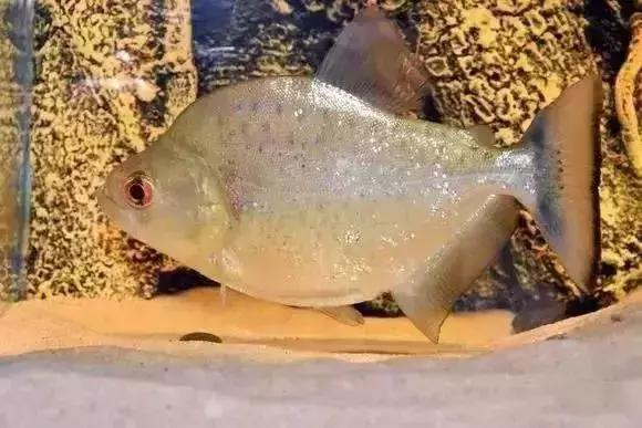 家装水景鱼缸造型全景,家居水景大号