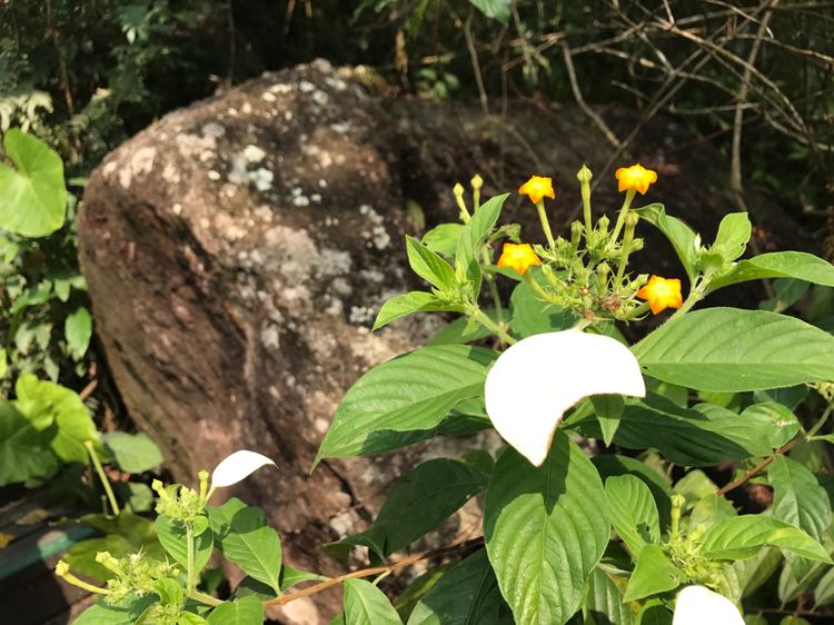 北纬18度的爱意味着什么,北纬18度的爱