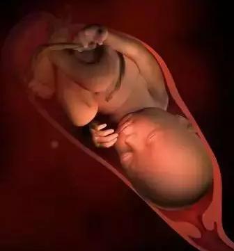 生命的由来胚胎发育全过程动画,生命发育的过程