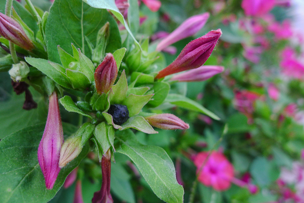开在秋季的紫藤花,开在秋天的花卉有什么品种