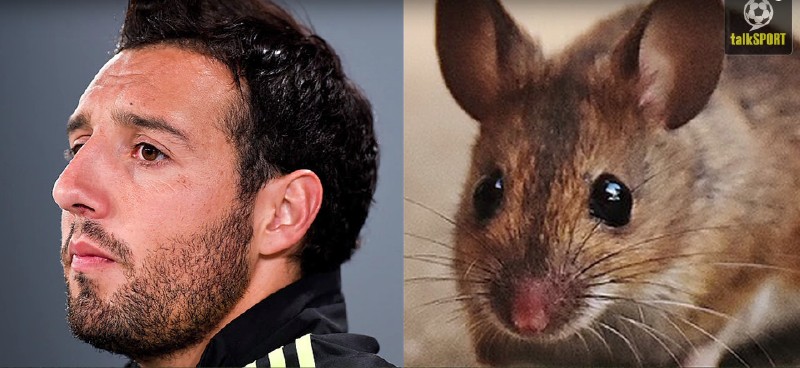 太像了！太像了！你喜欢的足球运动员像什么动物？