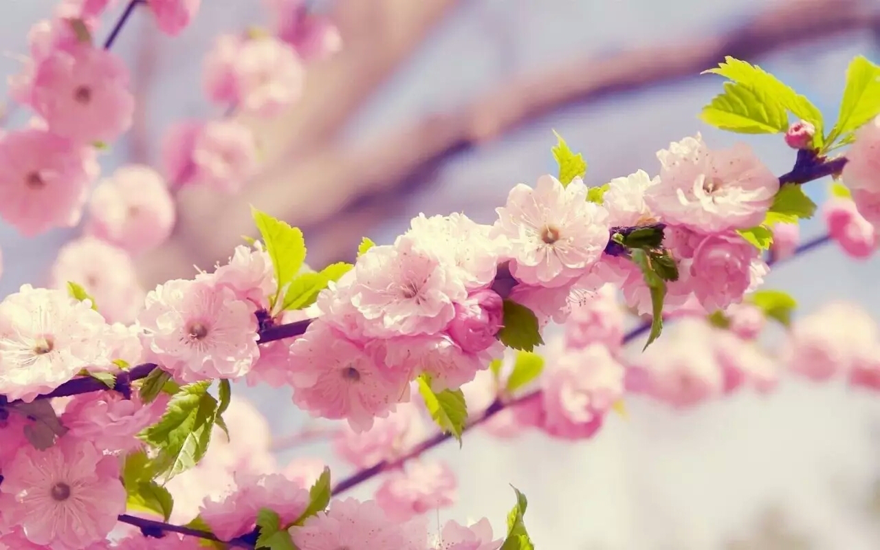 各国的国花都是什么花,不同国家的国花及其象征意义