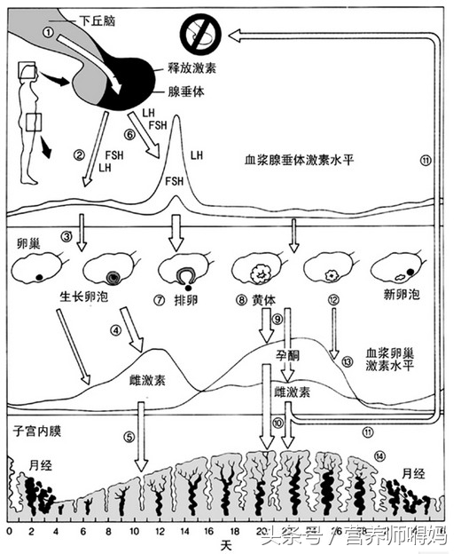 大姨妈来了吃什么可以减肥更快,姨妈期减肥怎么吃都不会胖吗