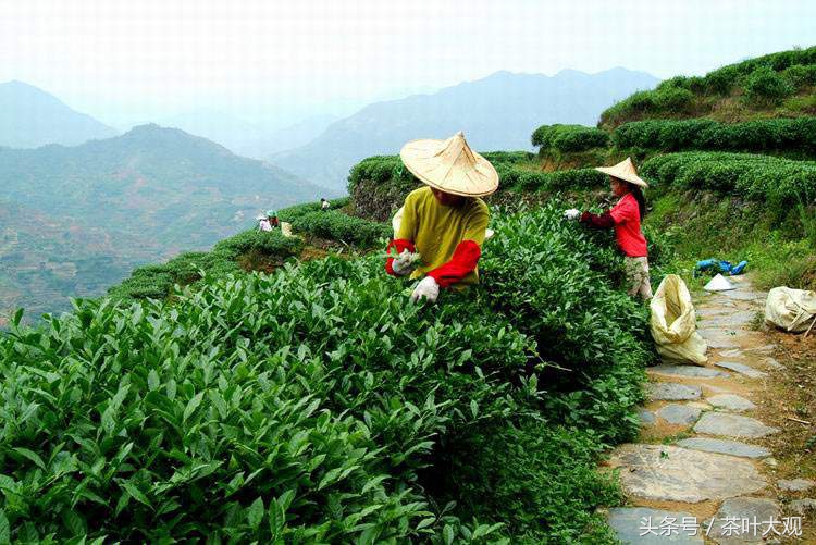 中国传统十大名茶之安溪铁观音,十大名茶安溪铁观音排在第几名