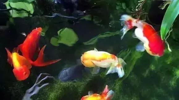 家装水景鱼缸造型全景,家居水景大号