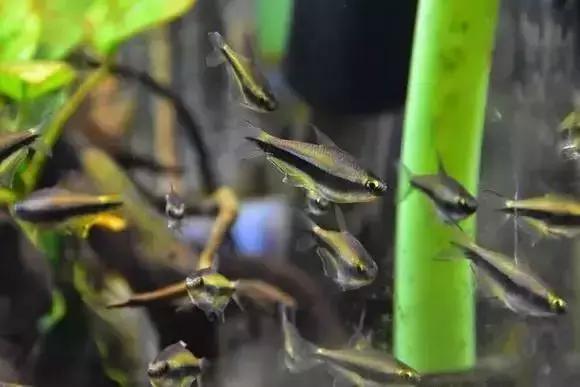 家装水景鱼缸造型全景,家居水景大号