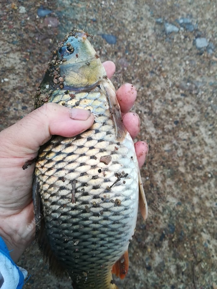 偶遇新物种，独战板鲫群