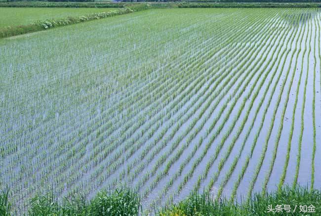 四川养泥鳅大王,中国泥鳅大王